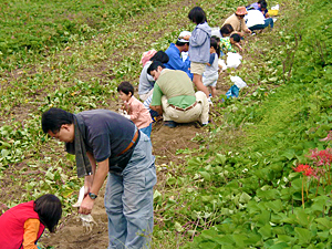 芋掘り収穫体験
