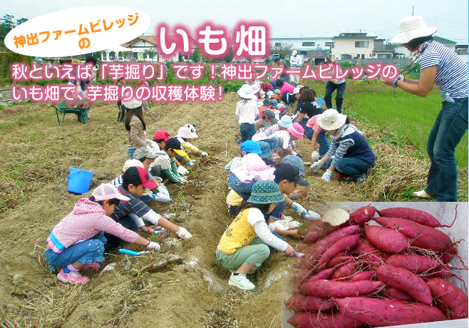 神出ファームビレッジのいも畑で芋掘り体験！