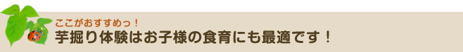 芋掘り収穫体験はお子様の食育にも最適です！